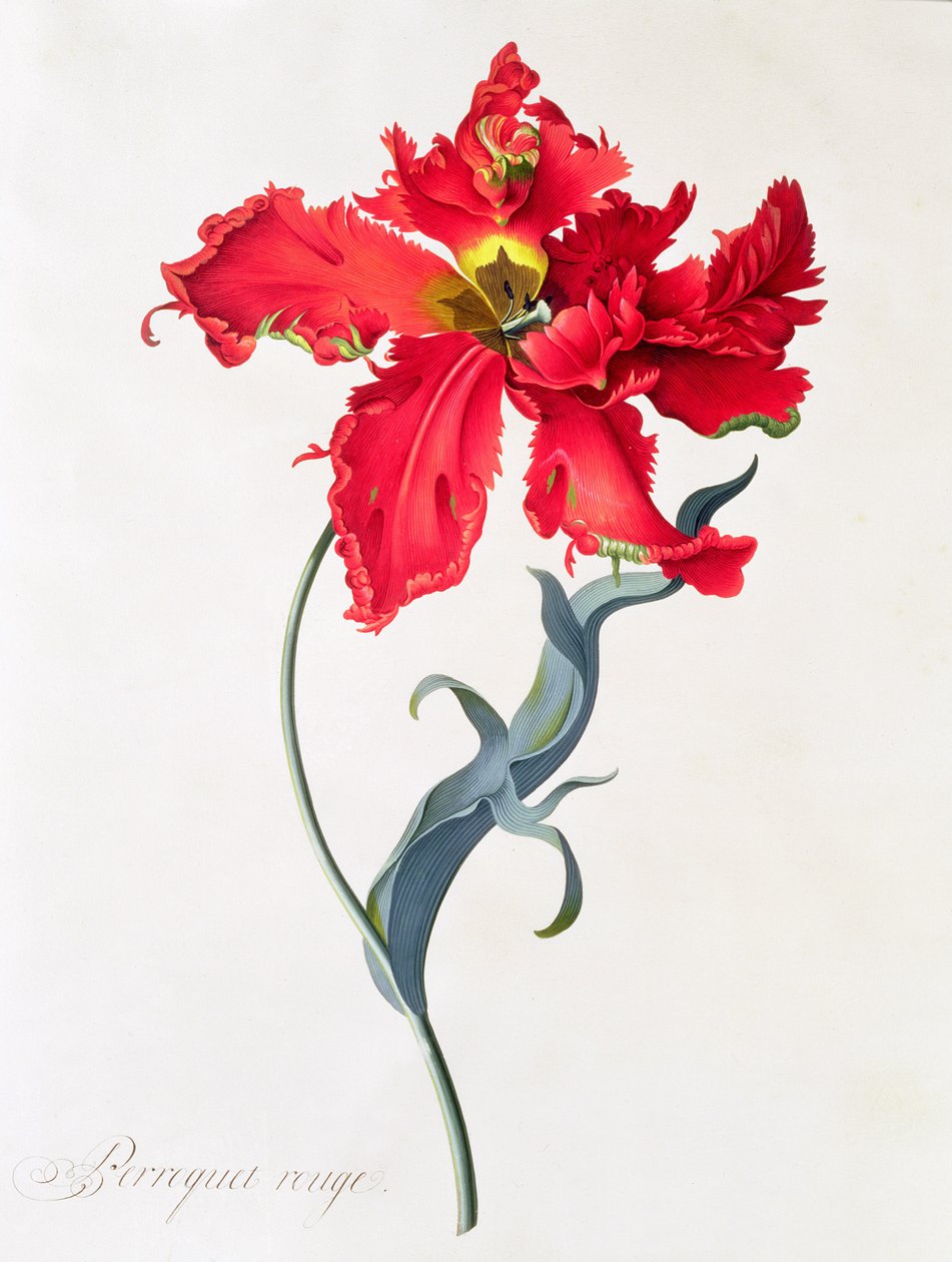 Tulipa: Papagaio Vermelho de Georg Dionysius Ehret