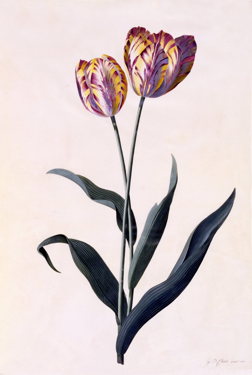 Tulipa, c.1744 (gravura colorida à mão) de Georg Dionysius Ehret