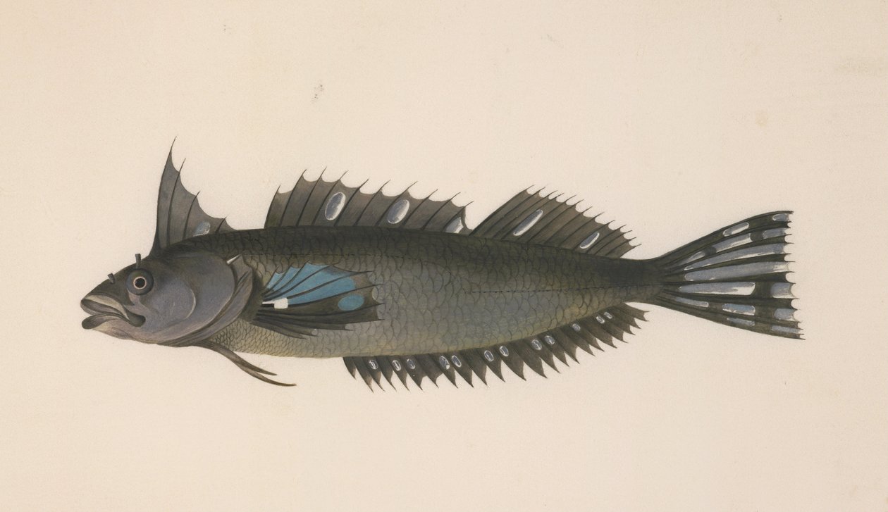 Um peixe da Nova Zelândia de Johann Georg Adam Forster