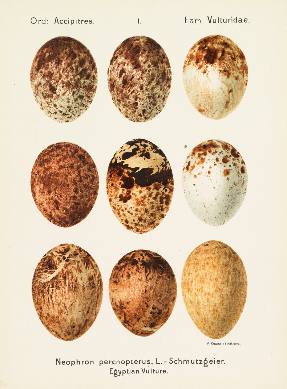 Oologia universalis palearctica, 1906 de Georg Albert Julius Krause