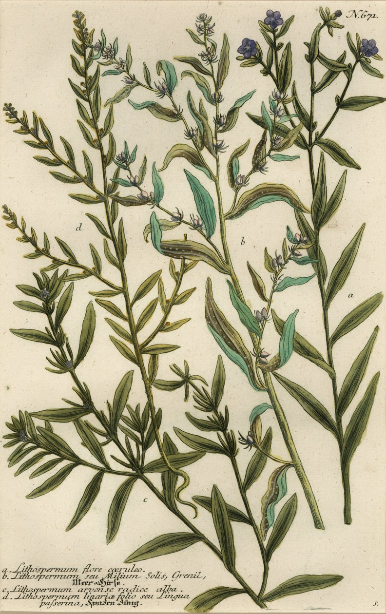 Variedades de Gromwell, espécies de Lithospermum de Georg Dionysius (after) Ehret