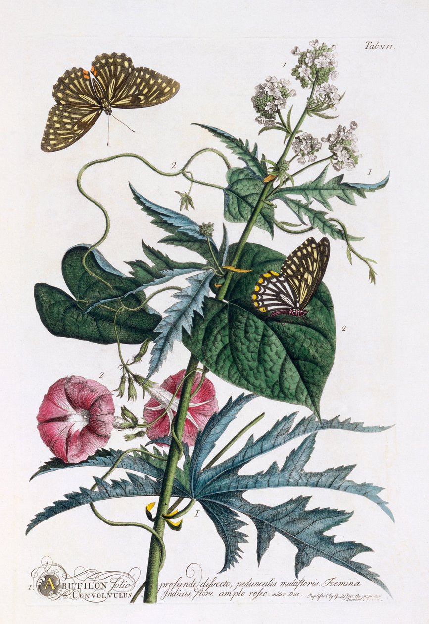 1. Abutilon, 2. Convolvulus, c. 1748 gravura colorida à mão. de "Georg Dionysius Ehret