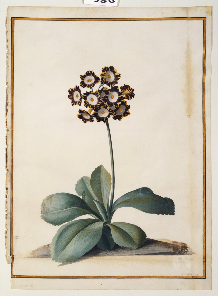 Uma aurícula variegada roxa de Georg Dionysius Ehret
