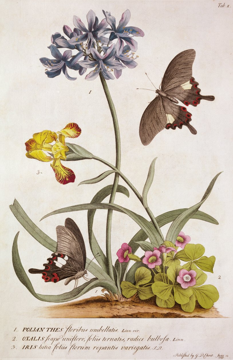 Agapanthus africanus, cores do arco-íris e uma espécie de oxalis, de "Rariores plants and butterflies", 1749 de Georg Dionysius Ehret