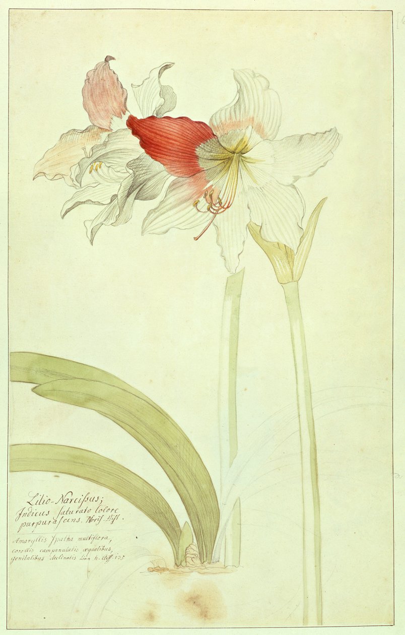 Amaryllis, lírio-Narciso, indiana de Georg Dionysius Ehret
