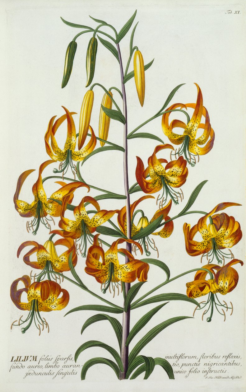 Lírio Turkscap Lily americano, c. 1740 gravura colorida à mão. de "Georg Dionysius Ehret