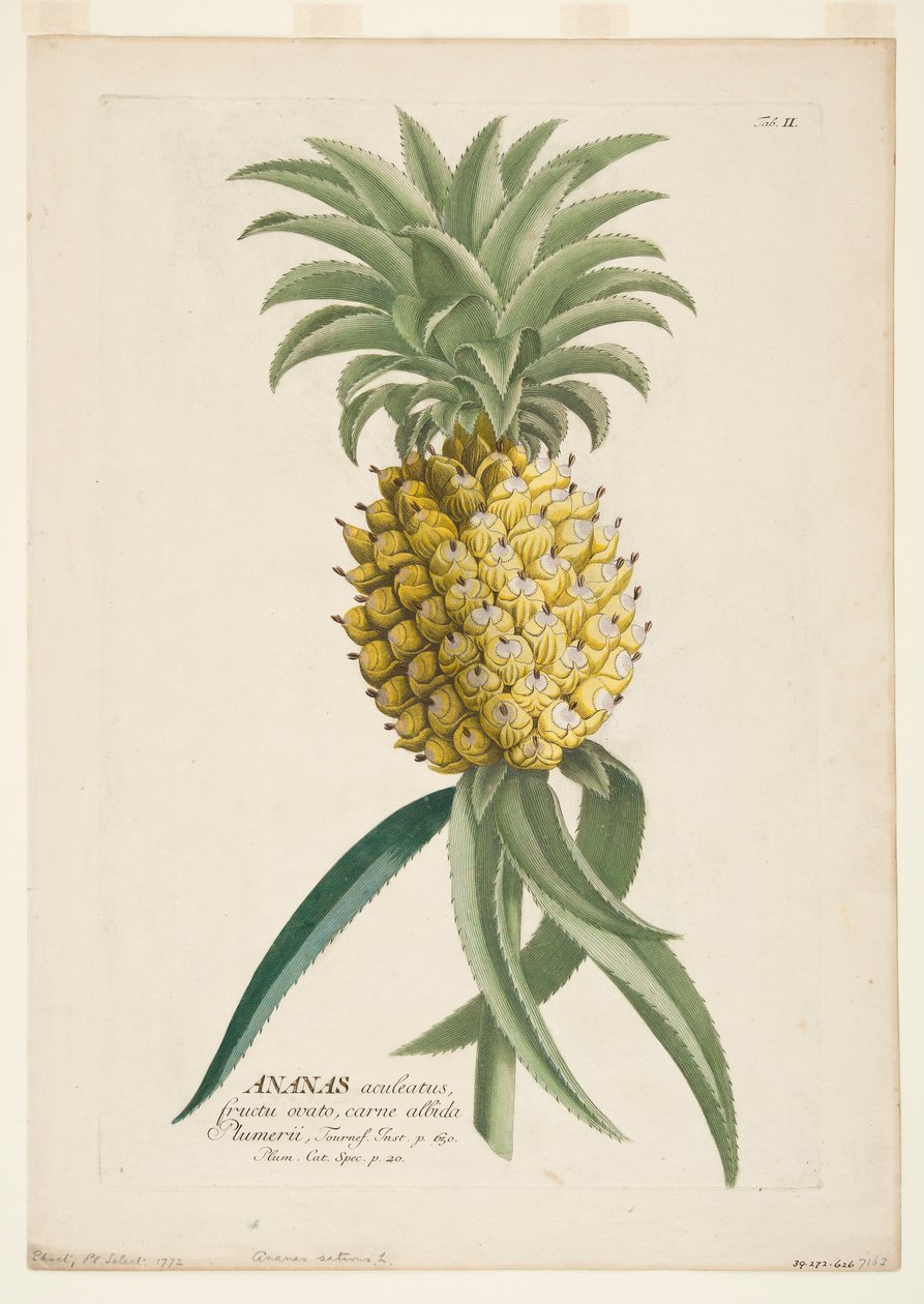 Floresta. de Georg Dionysius Ehret