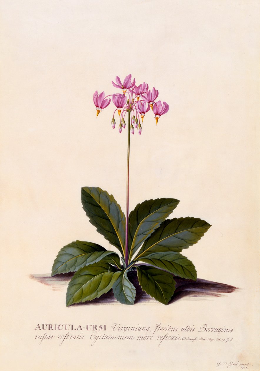 Aricula Ursi Shooting Star, c. 1744 gravura colorida à mão. de "Georg Dionysius Ehret
