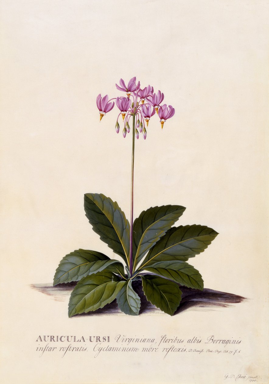 Aricula ursi, Shooting Star, c.1744 (gravura colorida à mão) de Georg Dionysius Ehret