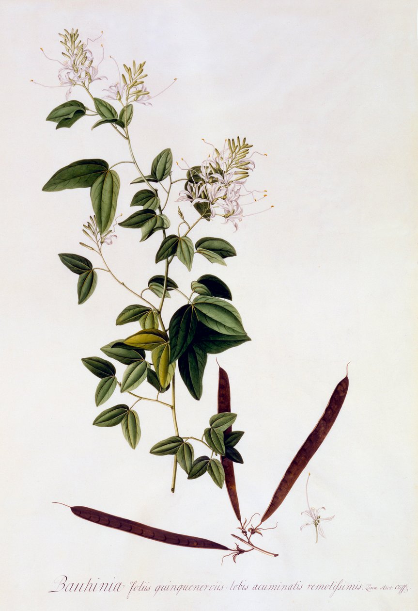 Bauhinia, c. 1745 gravura colorida à mão. de "Georg Dionysius Ehret
