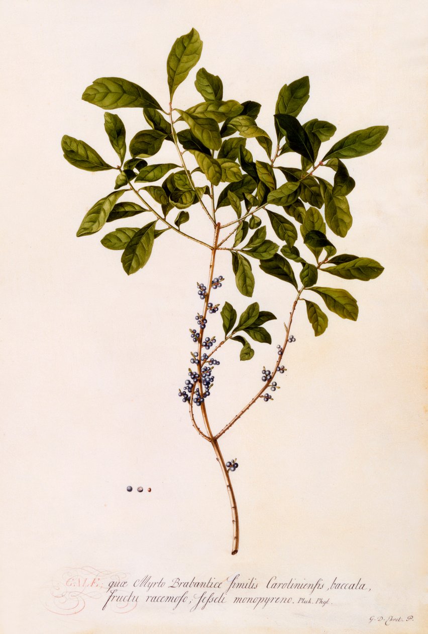 Bayberry ou Myrtle. de "Georg Dionysius Ehret