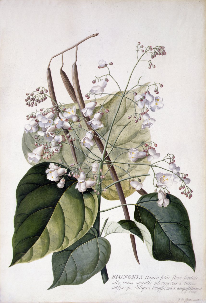 Bignonia (lápis, aguarela e cor de corpo em velino) de Georg Dionysius Ehret