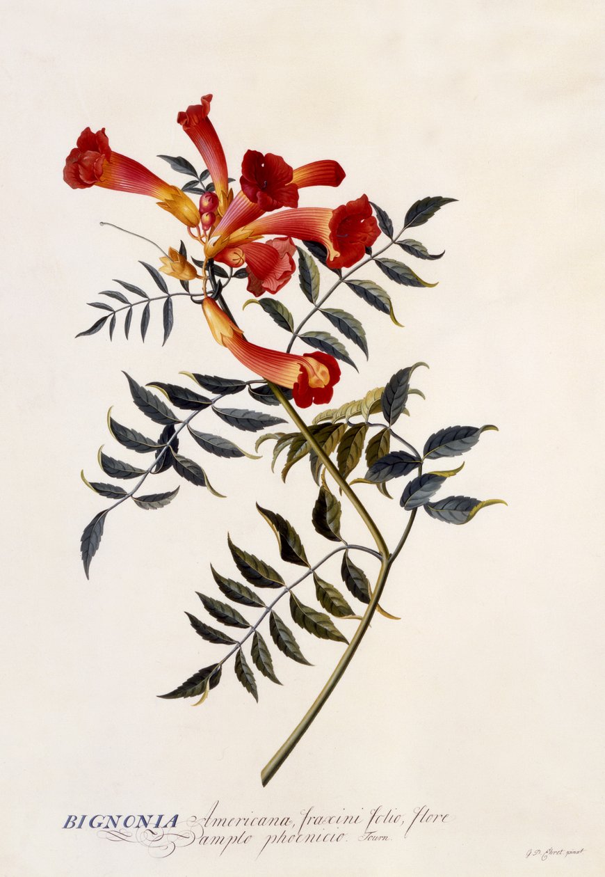 Bignonia Americana, c.1743 (gravura colorida à mão) de Georg Dionysius Ehret