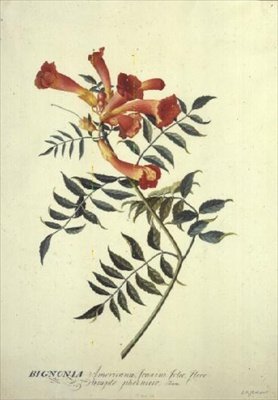 Bignonia americana, aguarela de Georg Dionysius Ehret