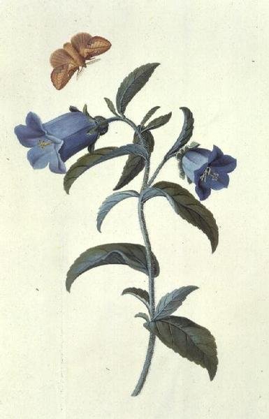 Cantão de Canterbury (Campanula) de Georg Dionysius Ehret