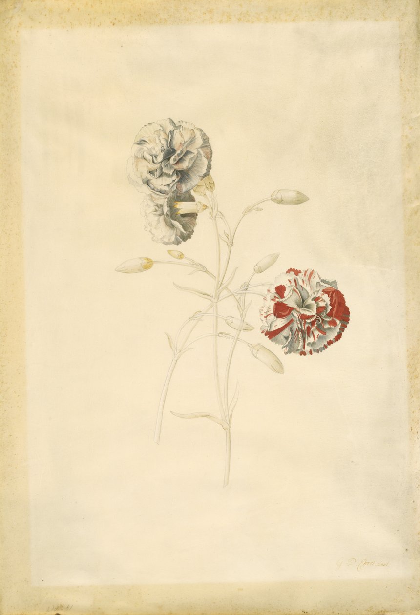 Cravos de Georg Dionysius Ehret