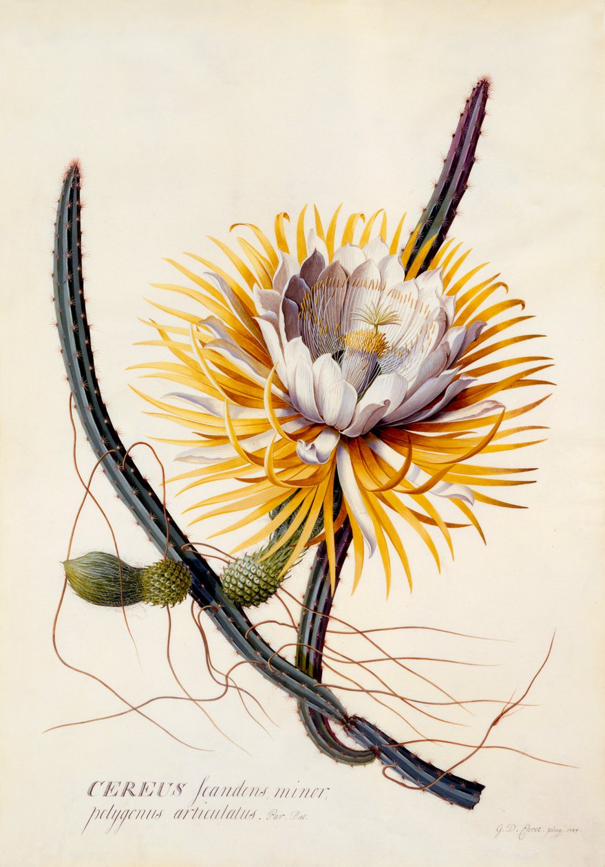 Cereus Rainha da Noite, c. 1744 gravura colorida à mão. de "Georg Dionysius Ehret