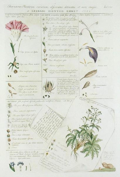 Personagens de Flores, de 