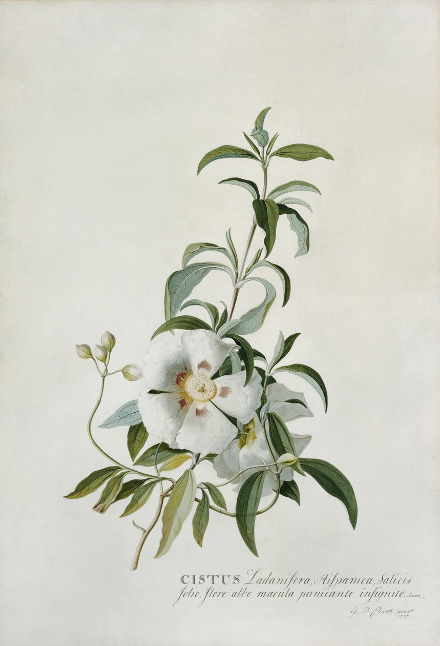 Cistus, 1747 de Georg Dionysius Ehret