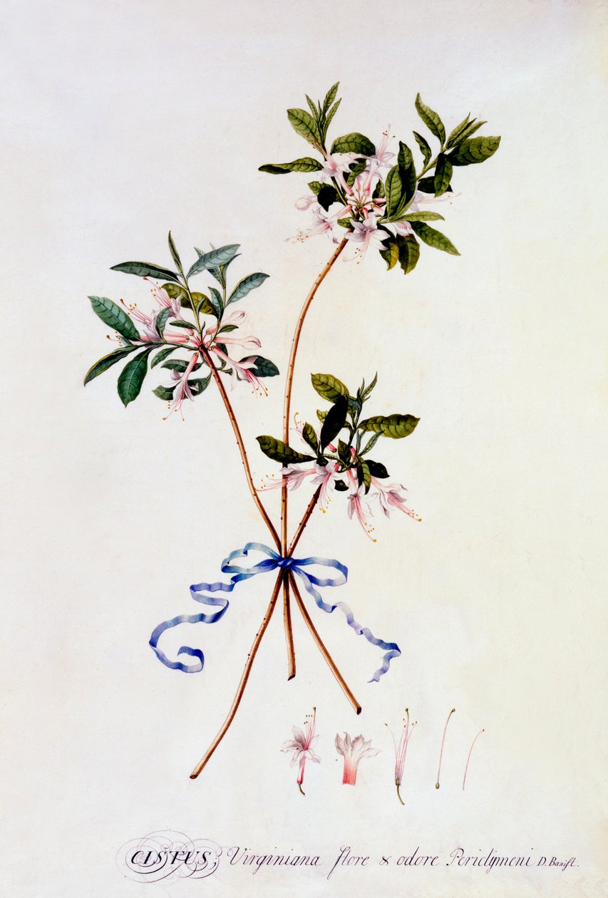 Cistus Virginiana, c. 1743 gravura colorida à mão. de "Georg Dionysius Ehret