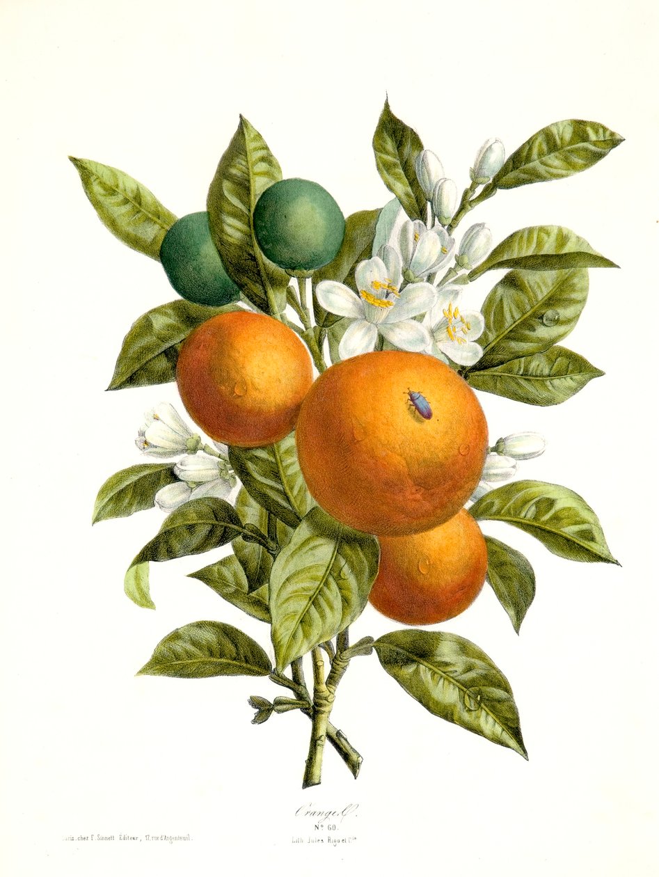 Laranja Citrus aurantiacus, 1730-1770. de Georg Dionysius Ehret