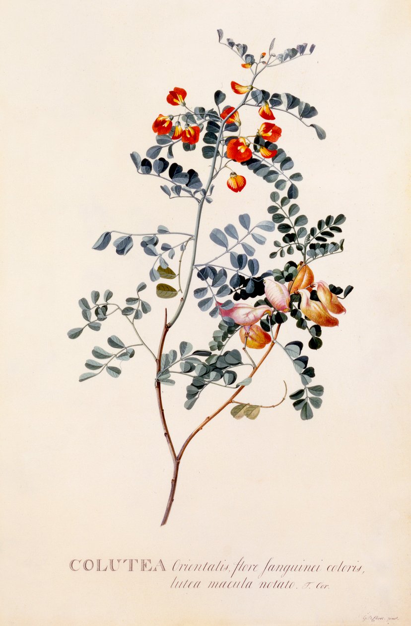 Colutea, c. 1745 gravura colorida à mão.. de "Georg Dionysius Ehret