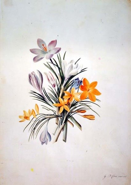 Bando de açafrão de Georg Dionysius Ehret