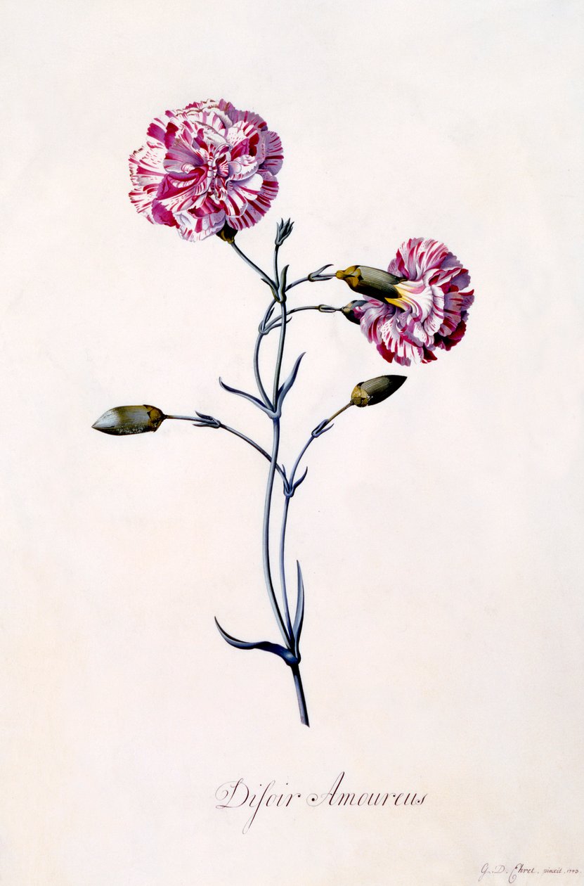 Cravos Difor Amourius, c. 1745 gravura colorida à mão. de "Georg Dionysius Ehret