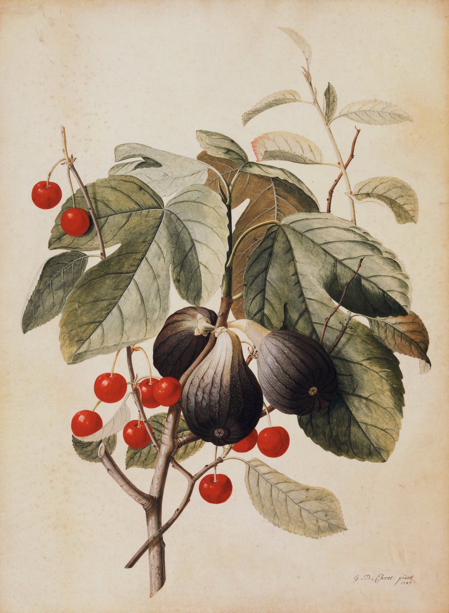 Figos e cerejas, 1747 de Georg Dionysius Ehret