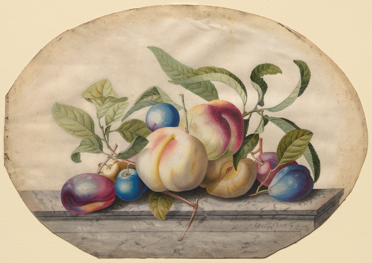 Arranjo de frutas: pêssegos e prumos sobre uma laje de mármore, 1742. de Georg Dionysius Ehret