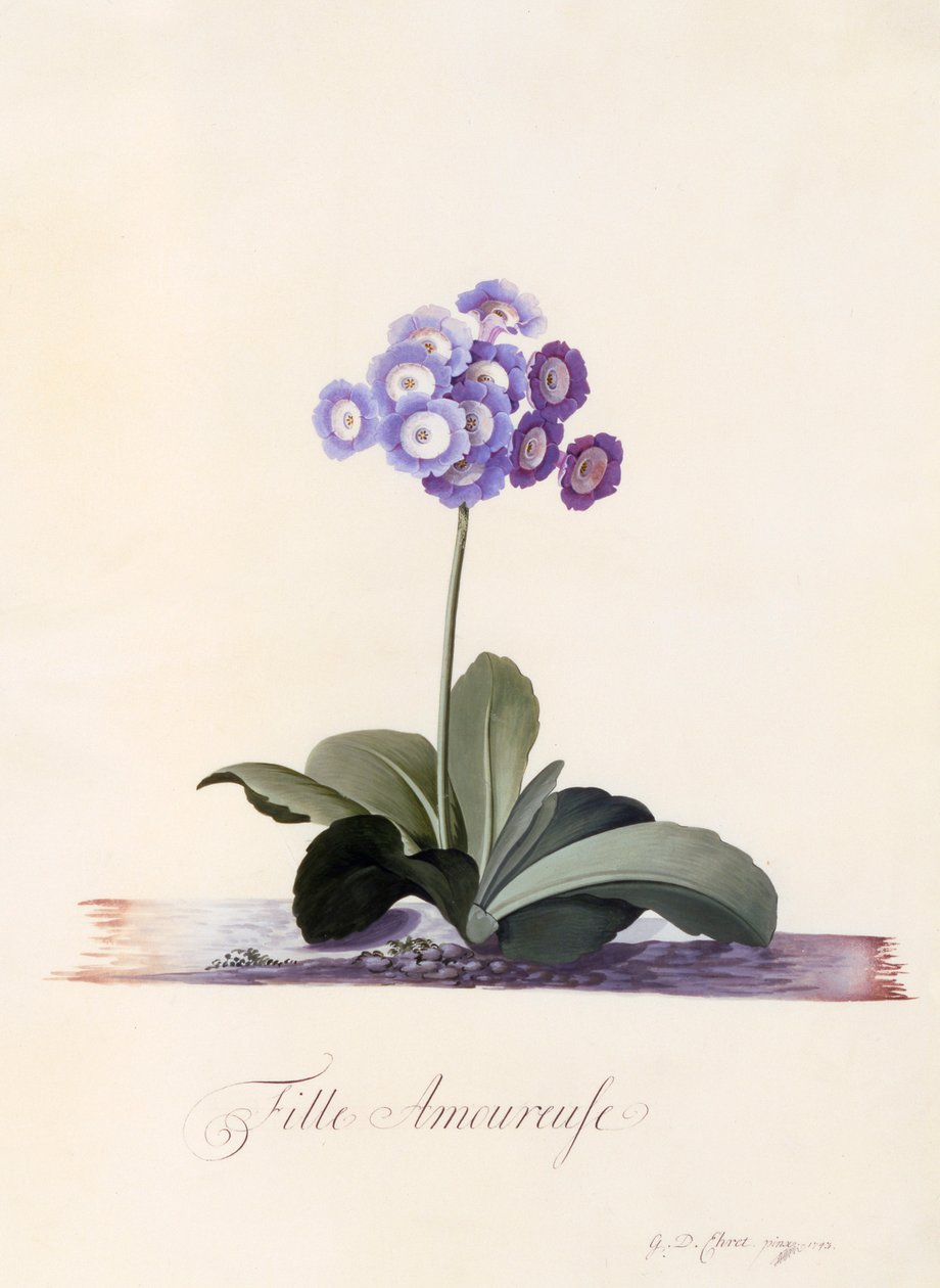 Jardim Auricula Fille Amoureuse, c. 1743 gravura colorida à mão. de "Georg Dionysius Ehret
