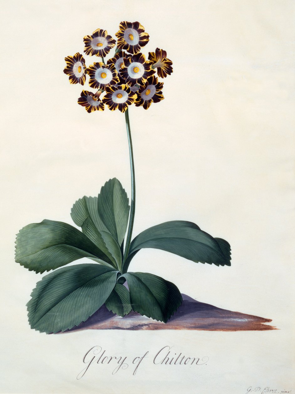 Glória de Chilton c. 1745 gravura colorida à mão. de "Georg Dionysius Ehret