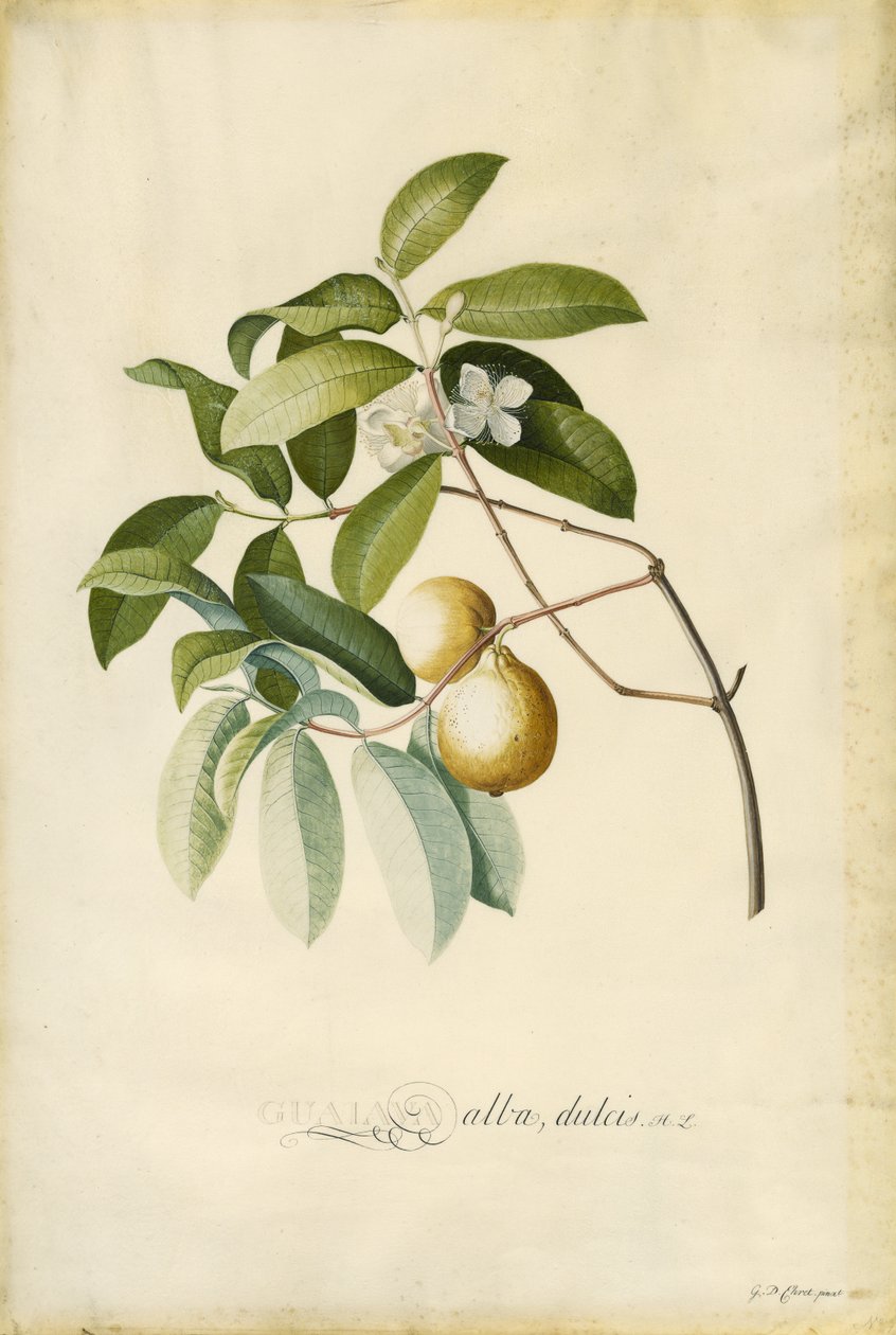 Goiaba de Georg Dionysius Ehret