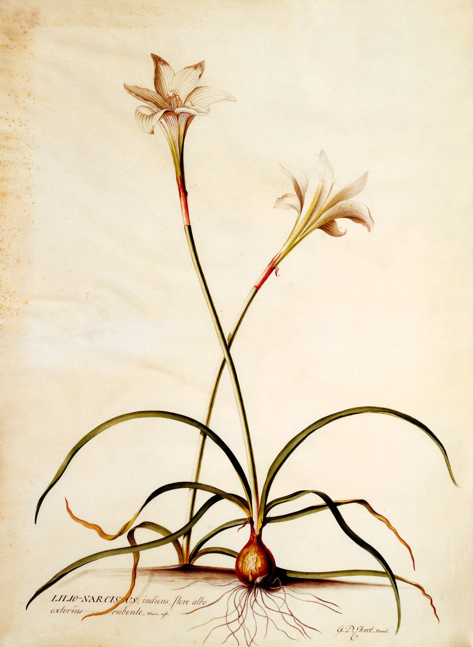 Lilio Narciso, c.1745 (gravura colorida à mão) de Georg Dionysius Ehret