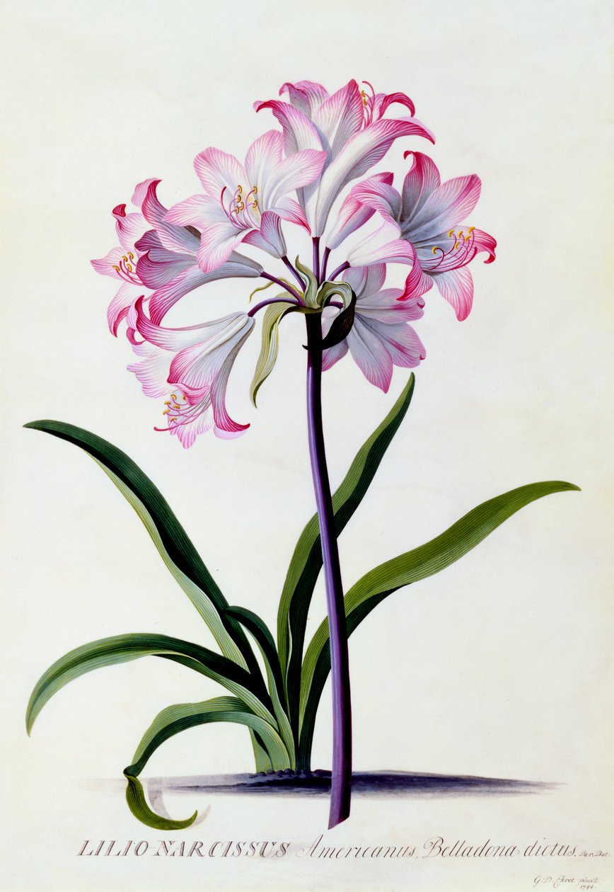 Lilio Narcissus, c. 1744 gravura colorida à mão. de "Georg Dionysius Ehret