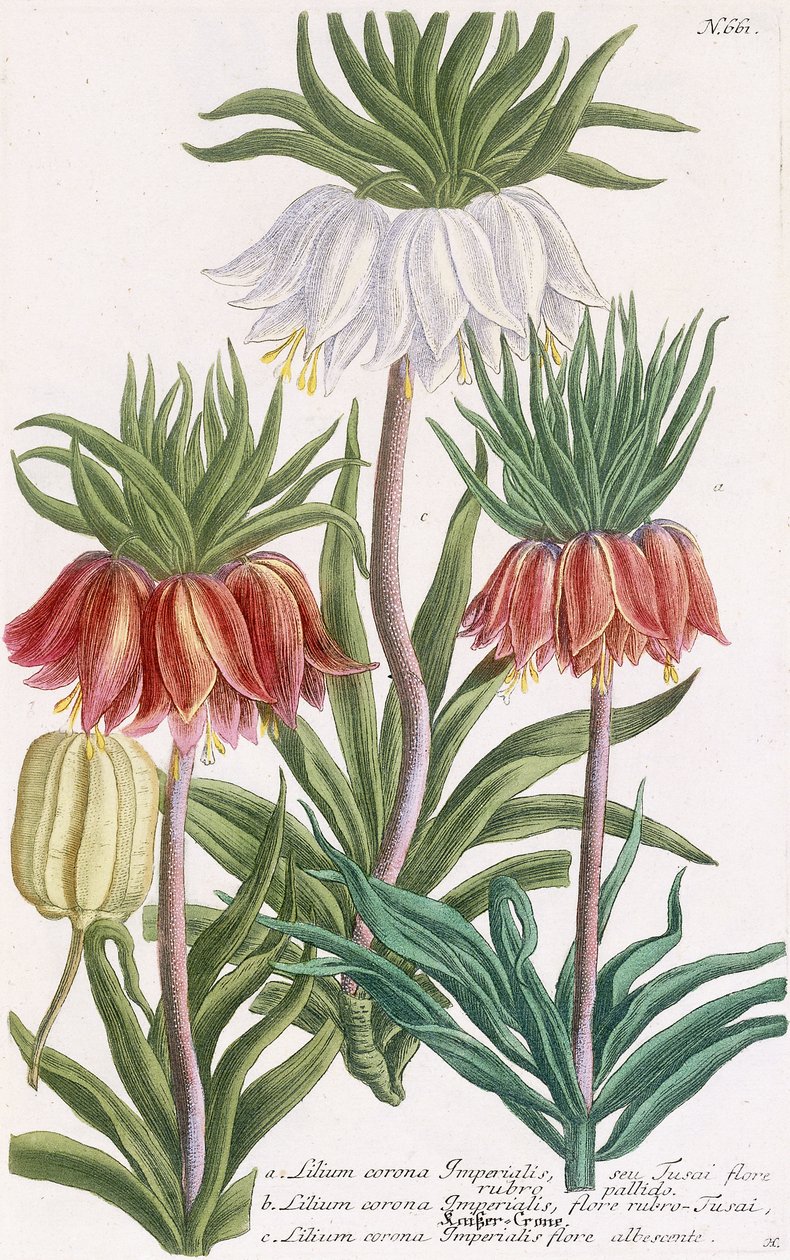 Lily da Coroa imperial de Georg Dionysius Ehret