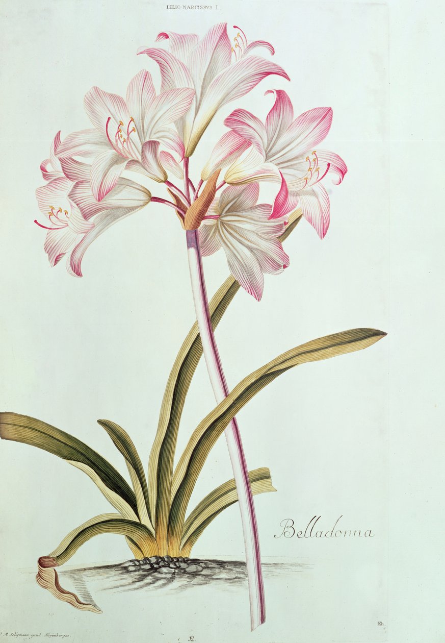 Lily: Lily beladona (pl.12) do jardim de Trew Nitidissumus 1, 1750 de Georg Dionysius Ehret