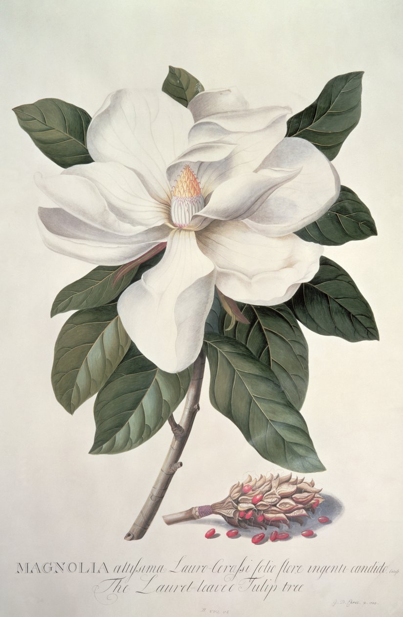 Magnólia de Georg Dionysius Ehret