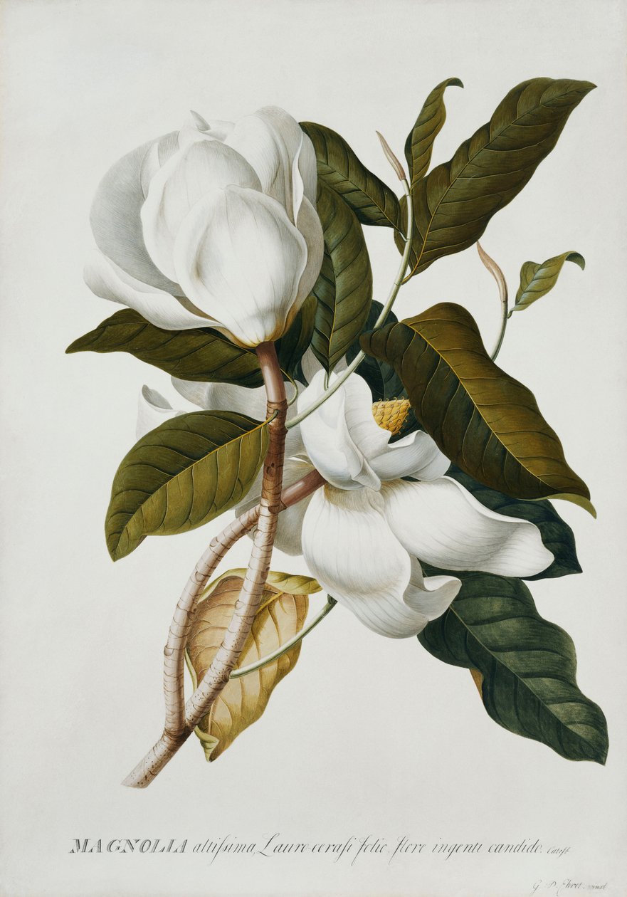 Magnólia, de Georg Dionysius Ehret