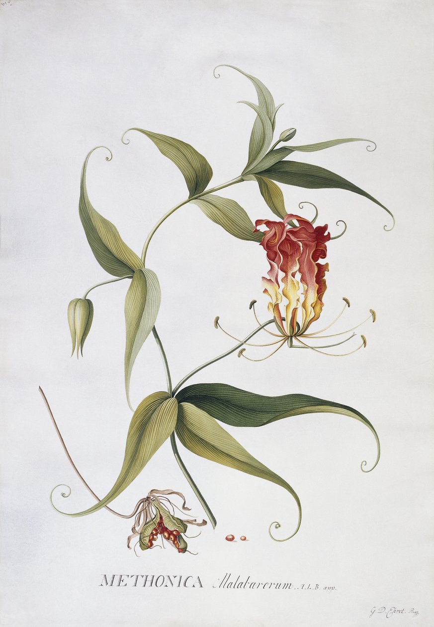 Methonica, de Georg Dionysius Ehret