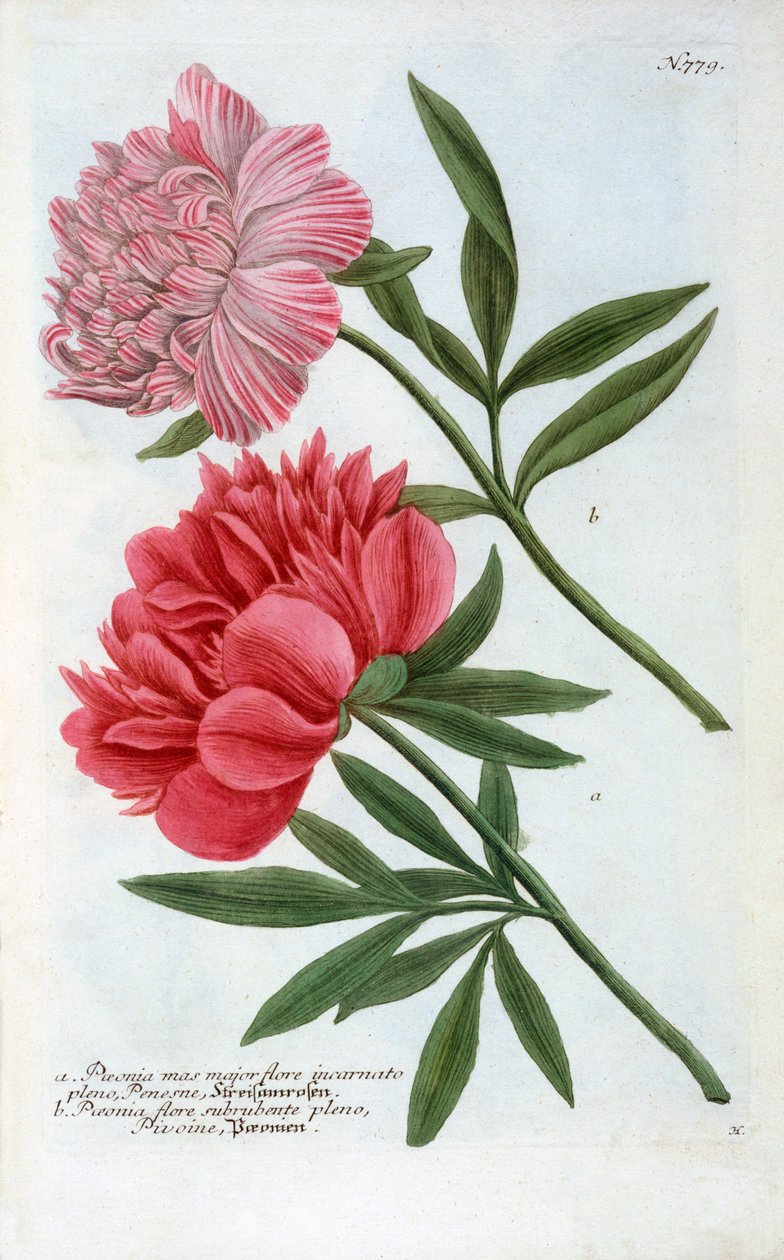 Paeonia, 1737 gravura colorida à mão. de "Georg Dionysius Ehret