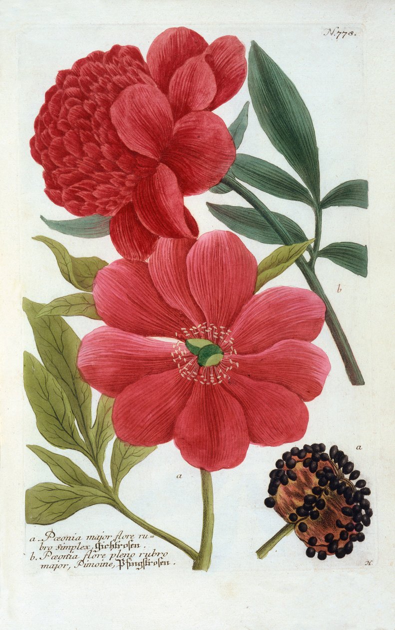 Paeonia, gravura colorida à mão. de "Georg Dionysius Ehret