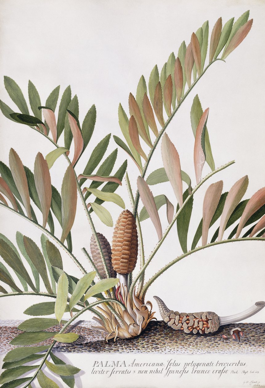 Palma Americana, de Georg Dionysius Ehret