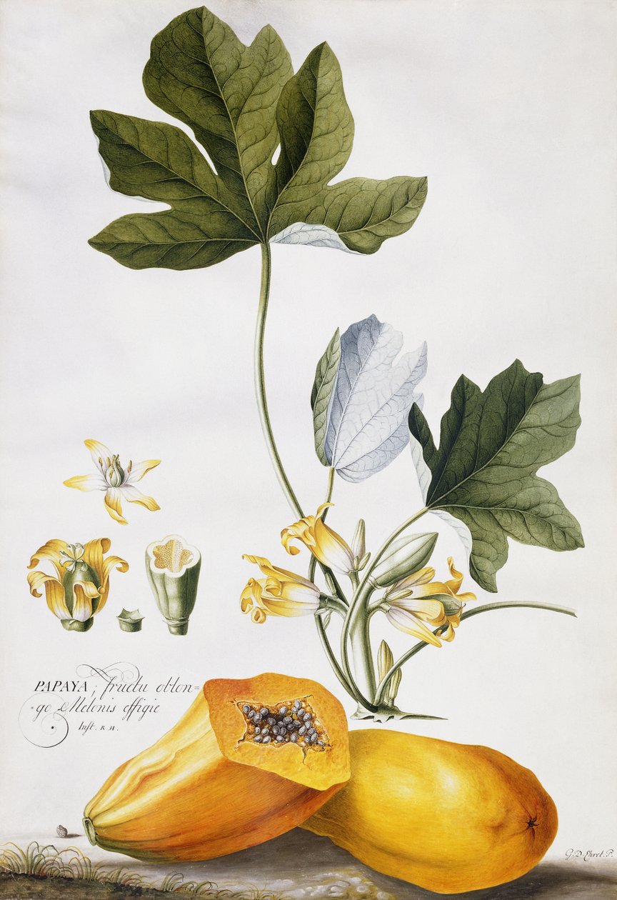 Mamão, de Georg Dionysius Ehret