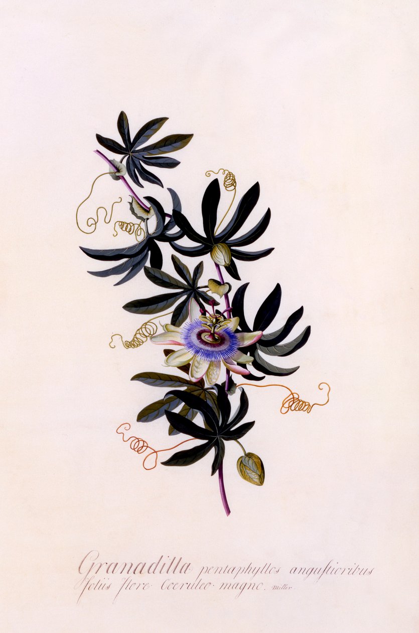 Passiflora Granadilla, c. 1745 gravura colorida à mão. de "Georg Dionysius Ehret