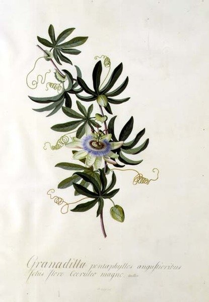 Flor de Paixão de Georg Dionysius Ehret