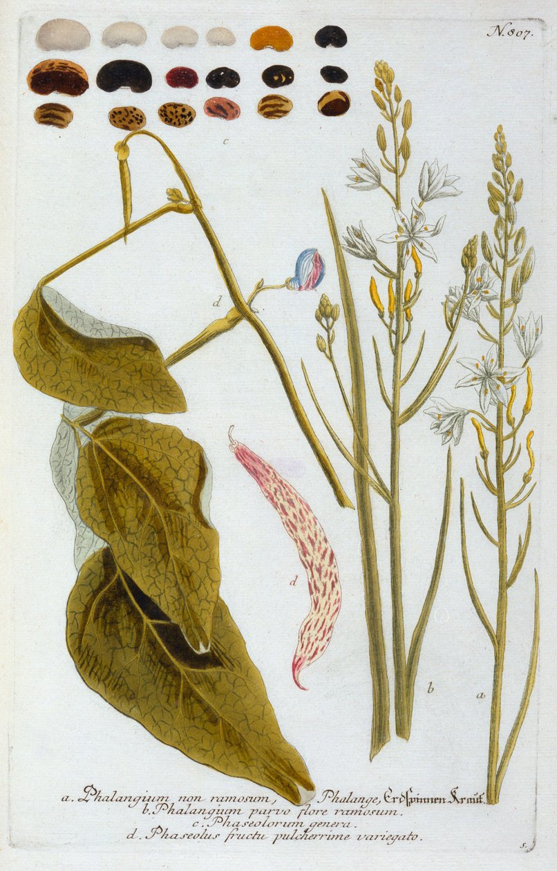 Falangium, 1737 gravura colorida à mão. de "Georg Dionysius Ehret