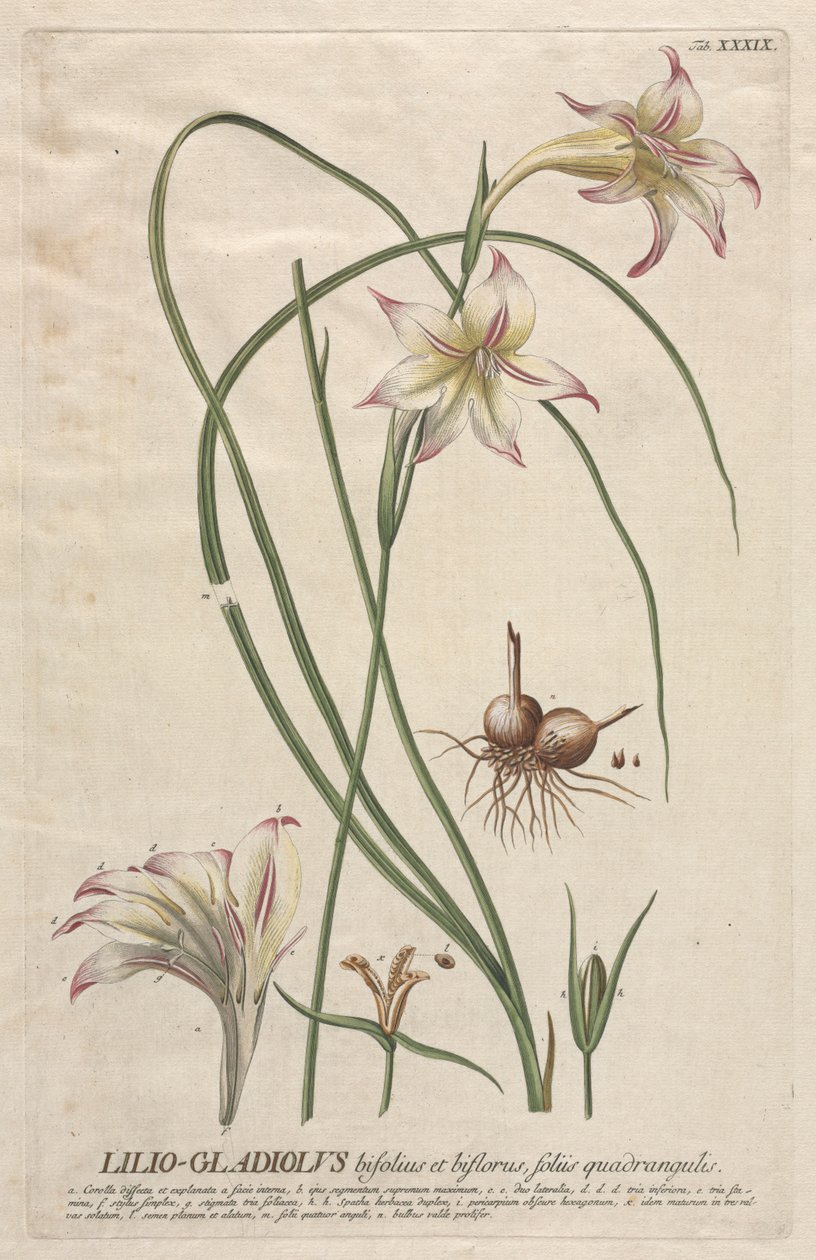 Selecionar plantas: Não. 39 - lírio-Gladiolus. de Georg Dionysius Ehret