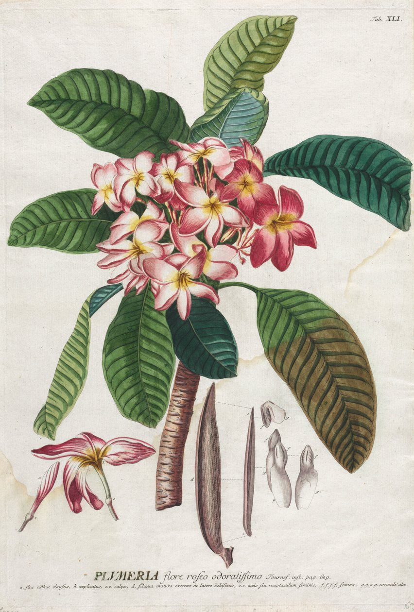 Selecionar plantas: Não. 41. de Georg Dionysius Ehret