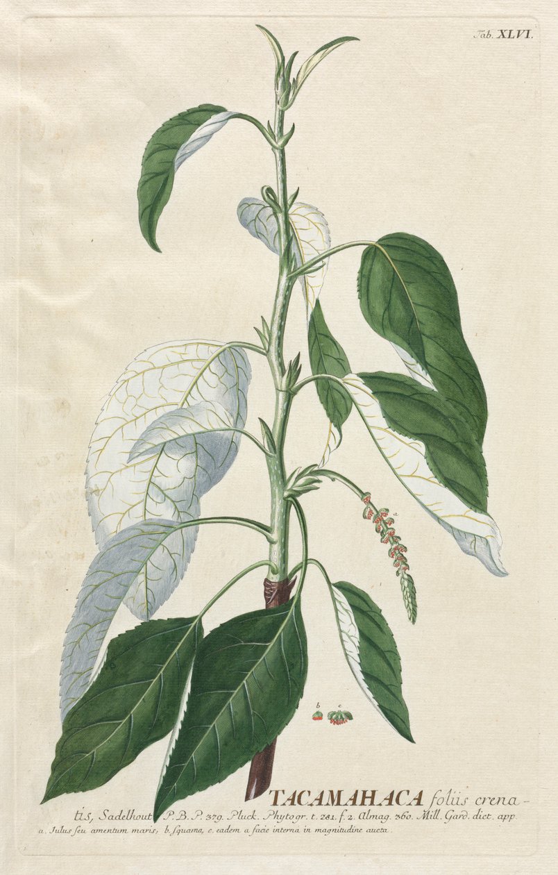 Selecionar plantas: Não. 46 - Tacamahaca. de Georg Dionysius Ehret